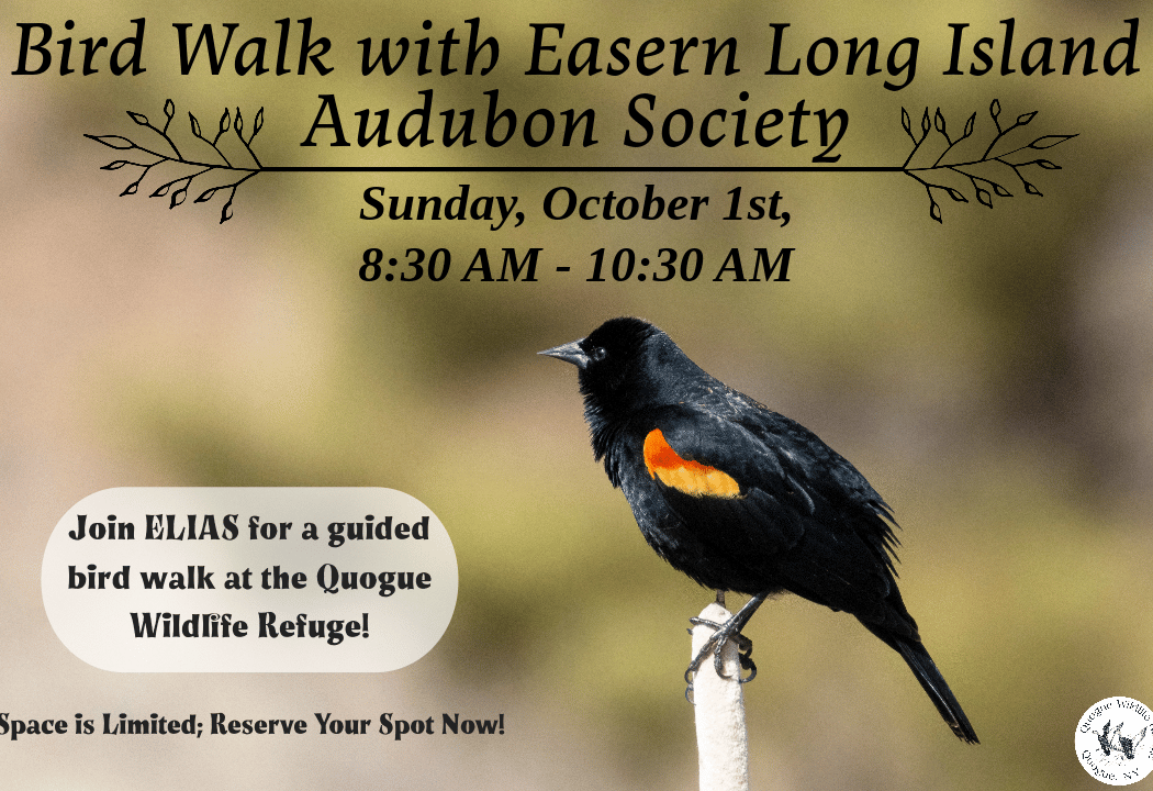 Beginner Bird Walks 1